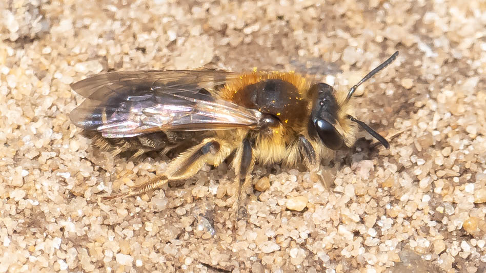 Andrena dorsata (Short-fringed Mining Bee).jpg
